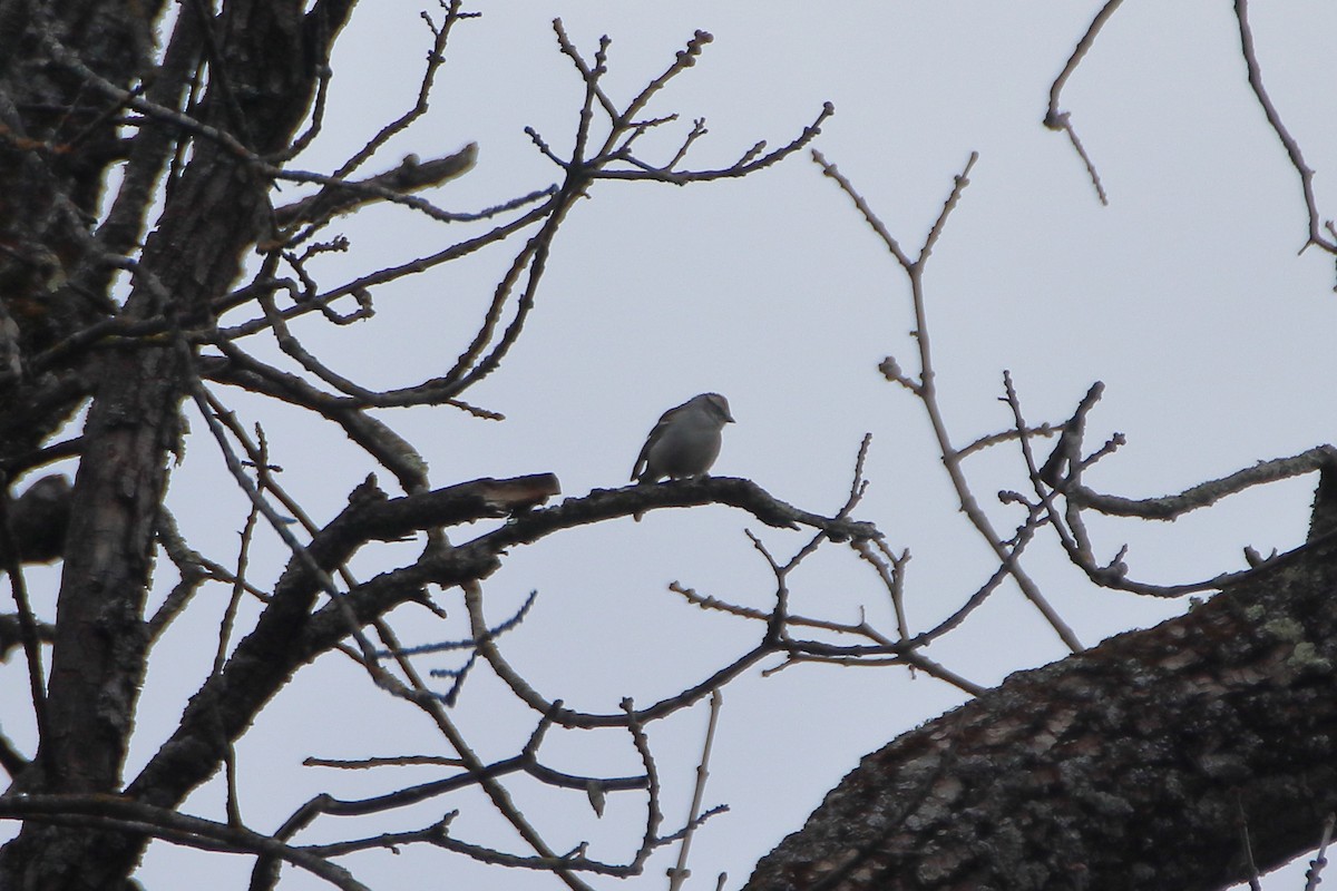 Chipping Sparrow - ML620449698