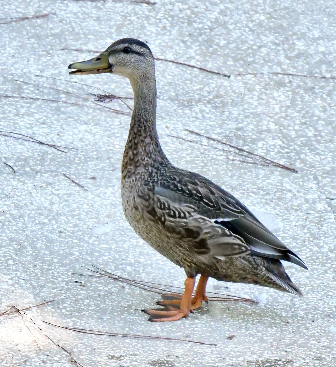 Mallard x Mottled Duck (hybrid) - ML620449700