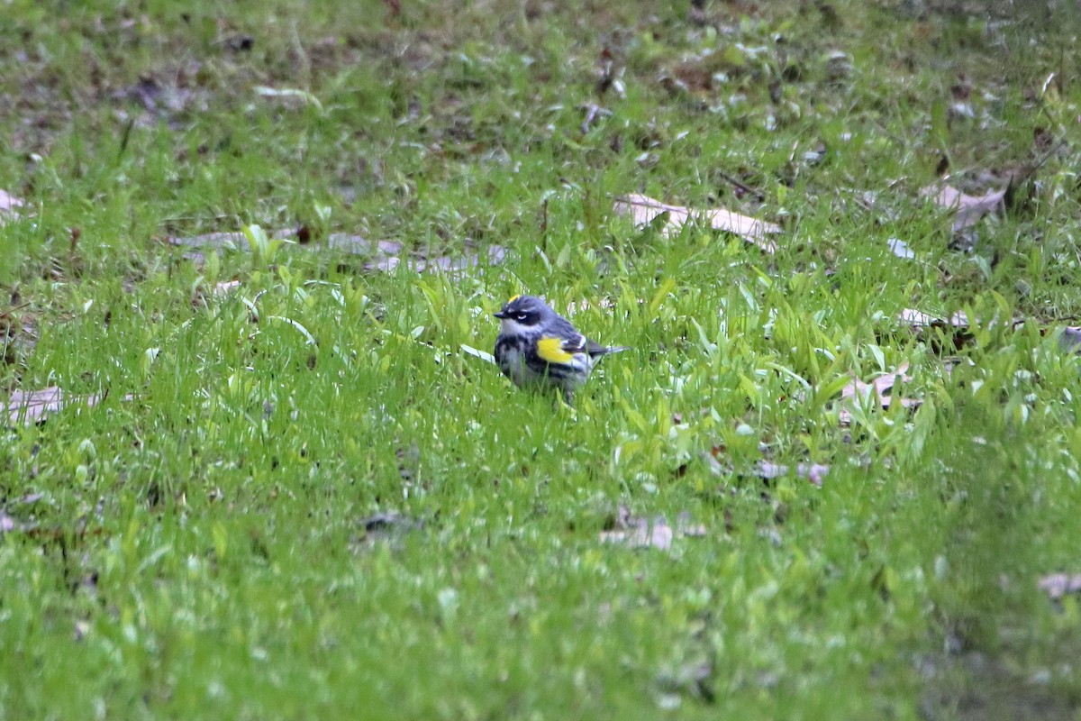 Yellow-rumped Warbler (Myrtle) - ML620449702