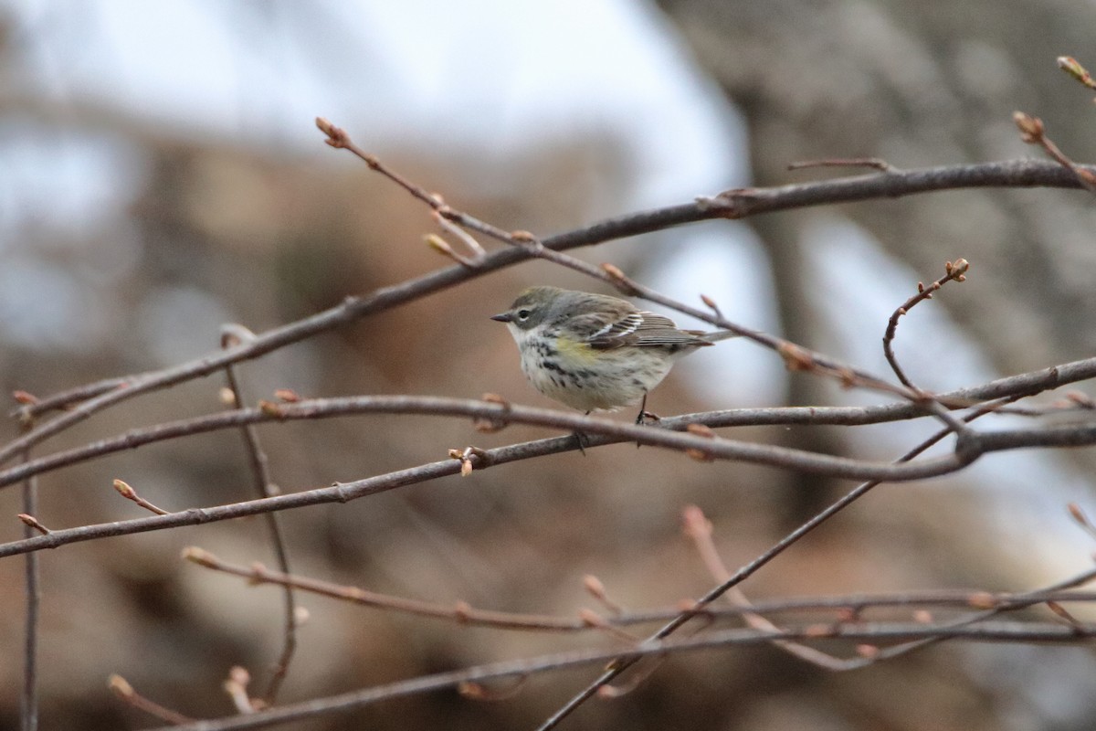 Yellow-rumped Warbler (Myrtle) - ML620449703