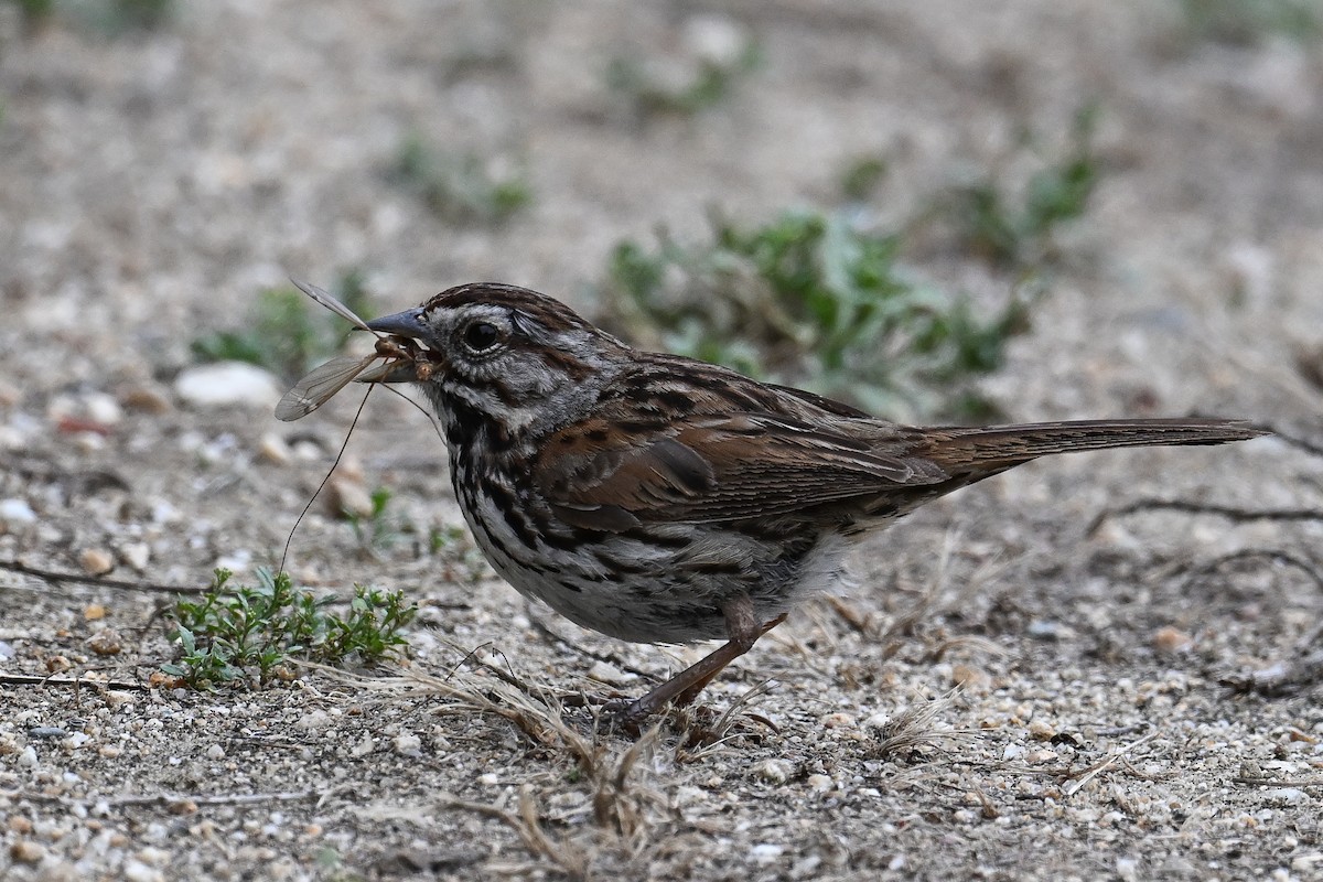 Song Sparrow - ML620449704