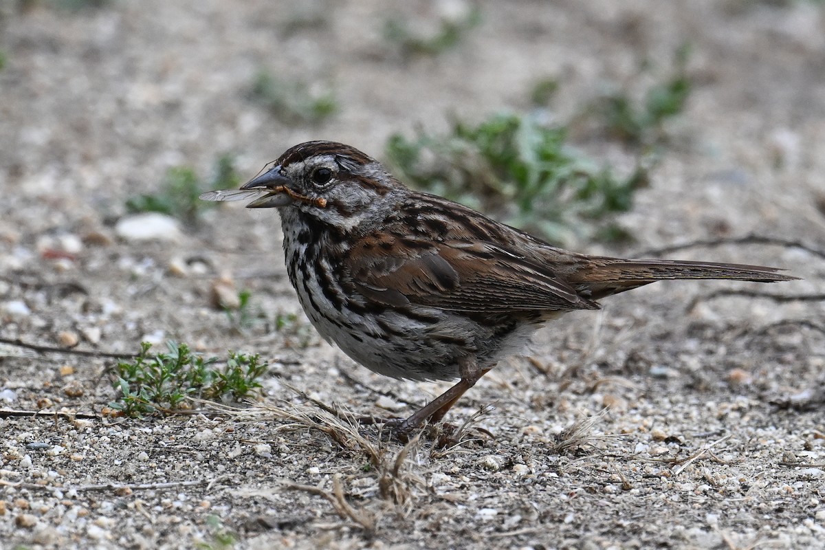 Song Sparrow - ML620449706