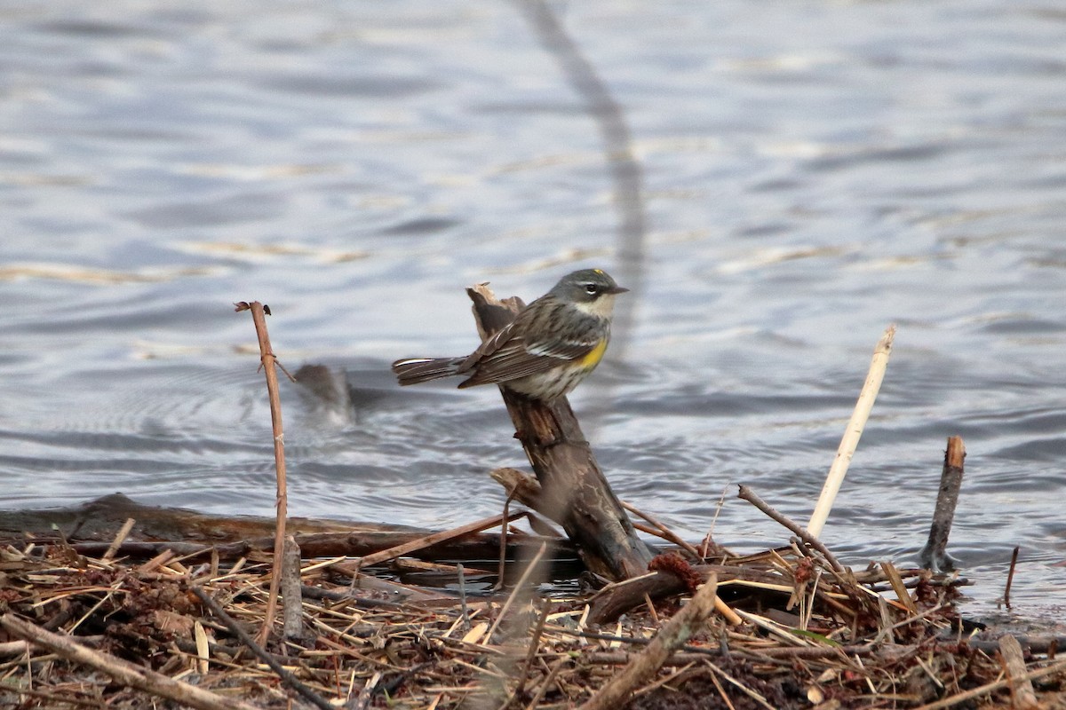 Yellow-rumped Warbler (Myrtle) - ML620449707