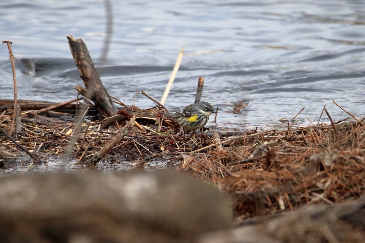 Yellow-rumped Warbler (Myrtle) - ML620449709