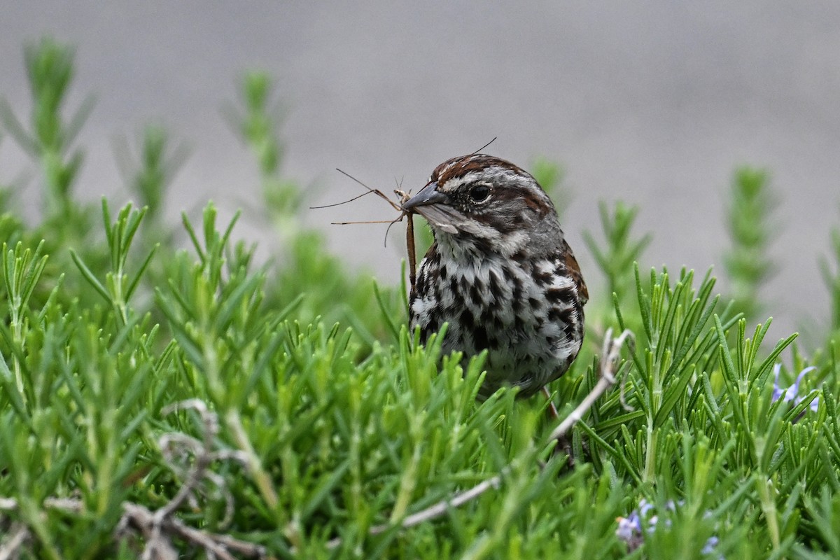 Song Sparrow - ML620449710