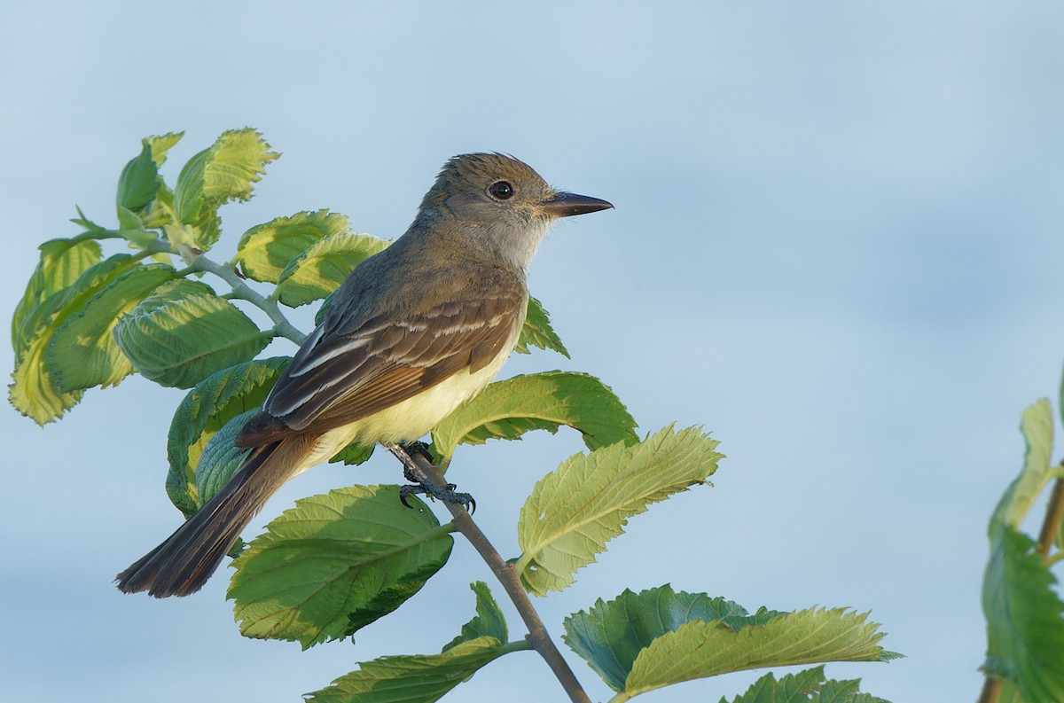 Great Crested Flycatcher - ML620449716