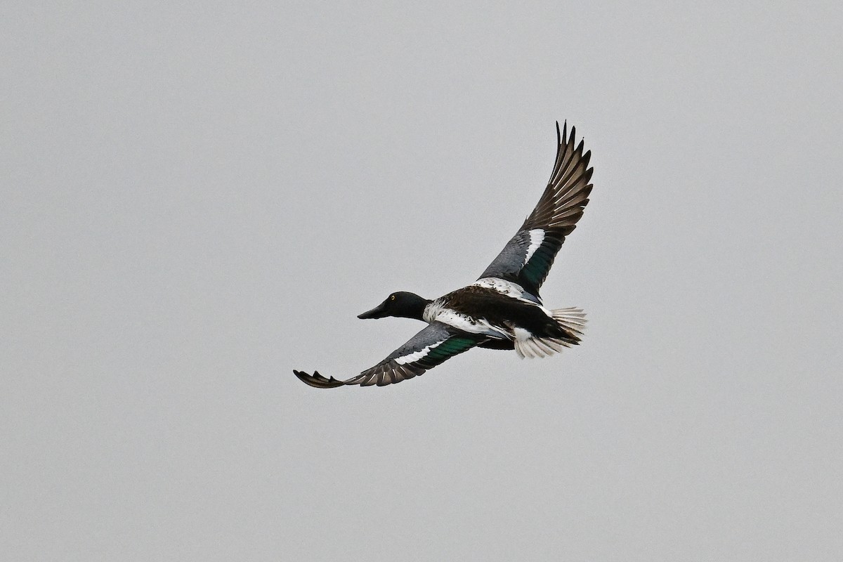 Northern Shoveler - Maryse Neukomm