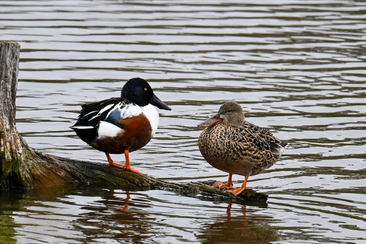 Northern Shoveler - ML620449722