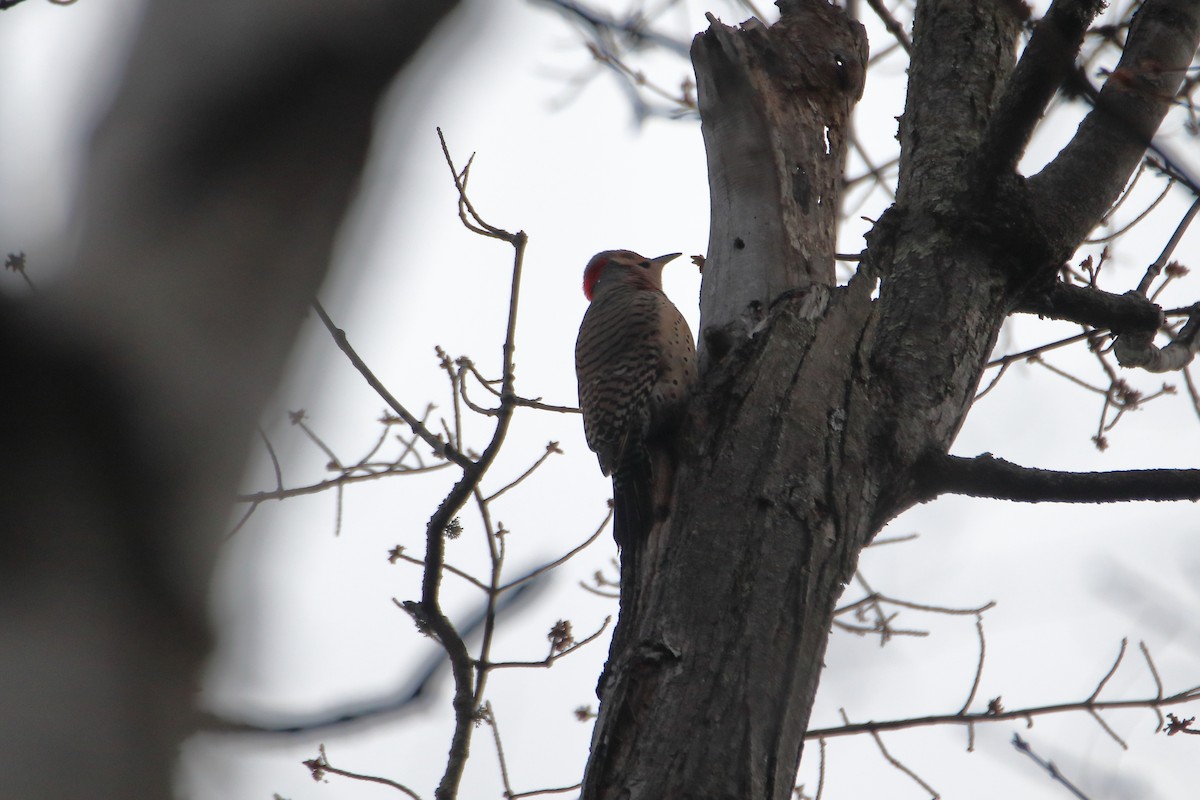 Northern Flicker (Yellow-shafted) - ML620449724