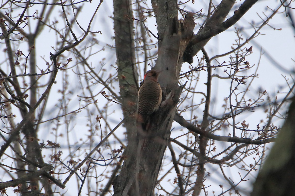 Northern Flicker (Yellow-shafted) - ML620449727