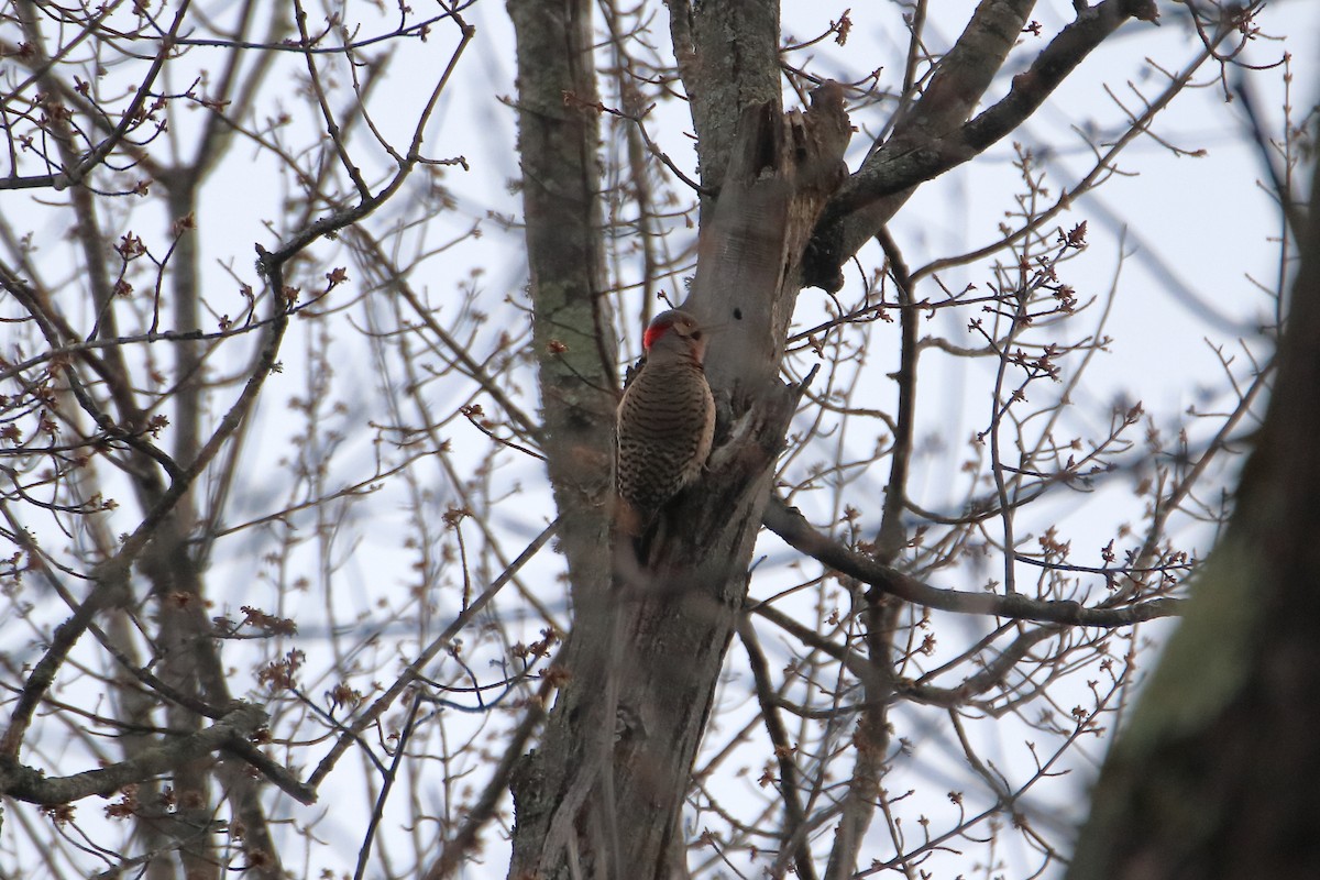 Northern Flicker (Yellow-shafted) - ML620449730