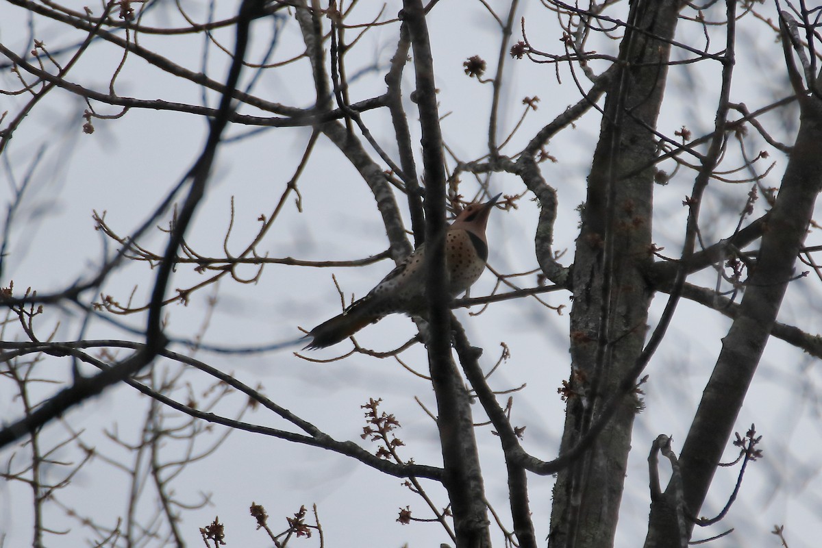 Northern Flicker (Yellow-shafted) - ML620449731