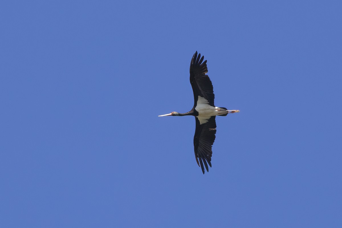 Black Stork - ML620449737