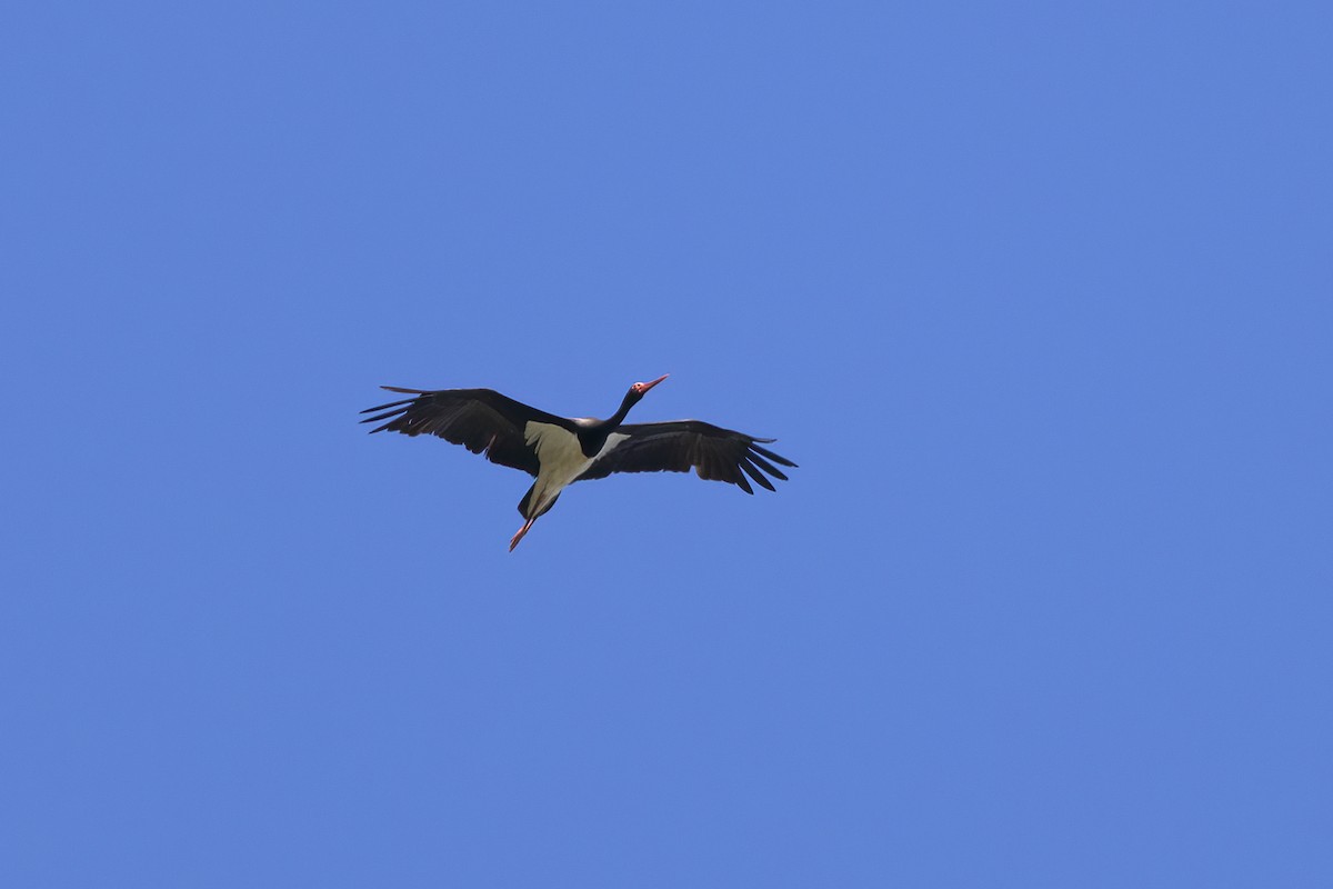 Black Stork - ML620449738