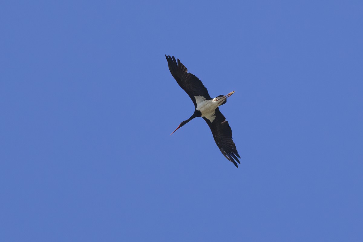 Black Stork - ML620449739