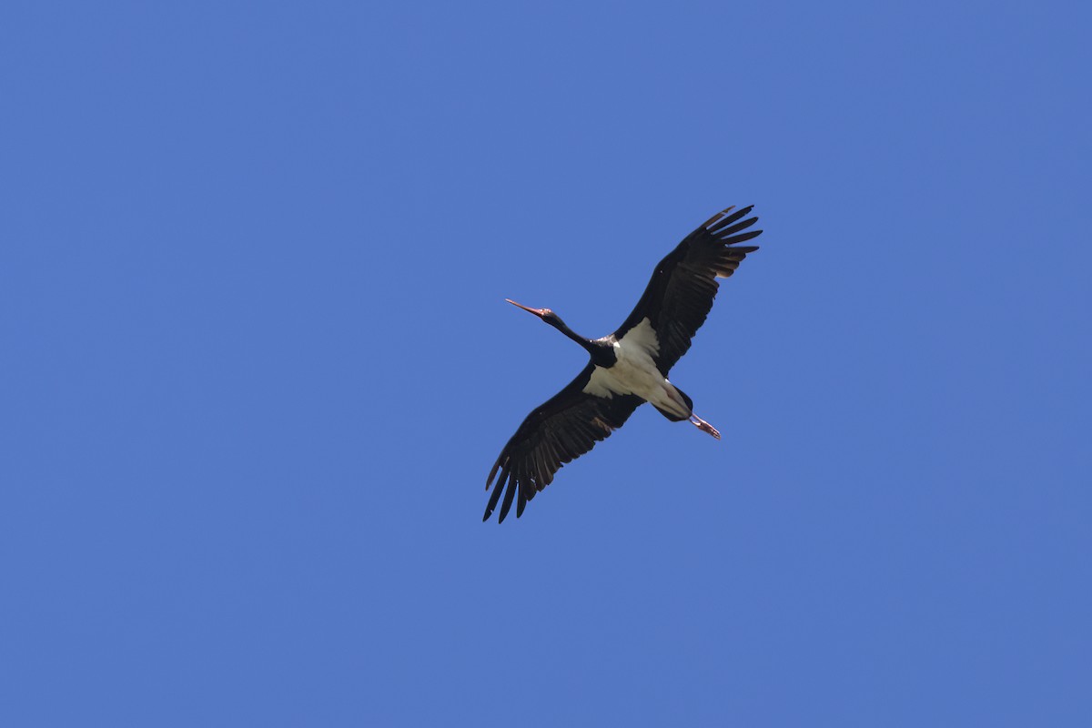 Black Stork - ML620449741