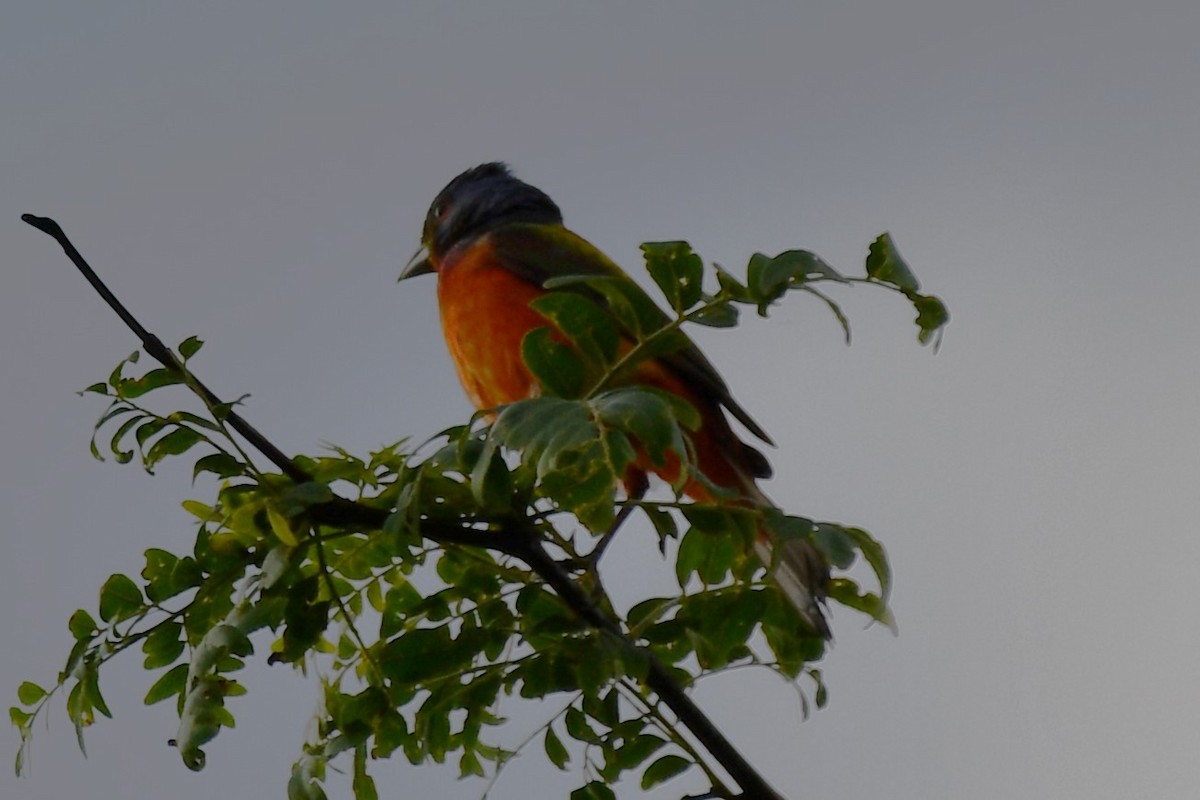 Painted Bunting - ML620449745