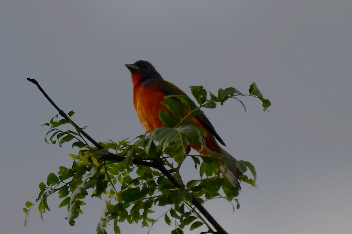 Painted Bunting - ML620449746