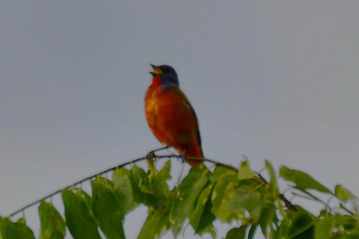 Painted Bunting - ML620449750