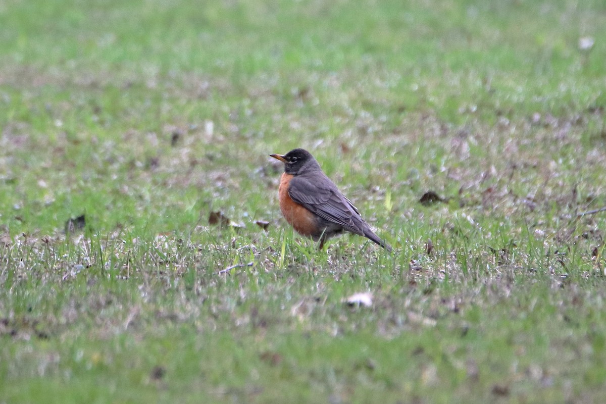 American Robin - ML620449754