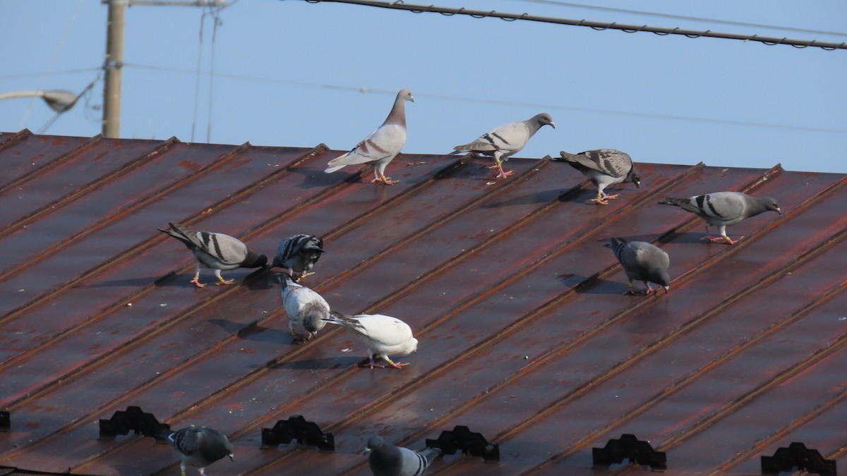 Rock Pigeon (Feral Pigeon) - ML620449764