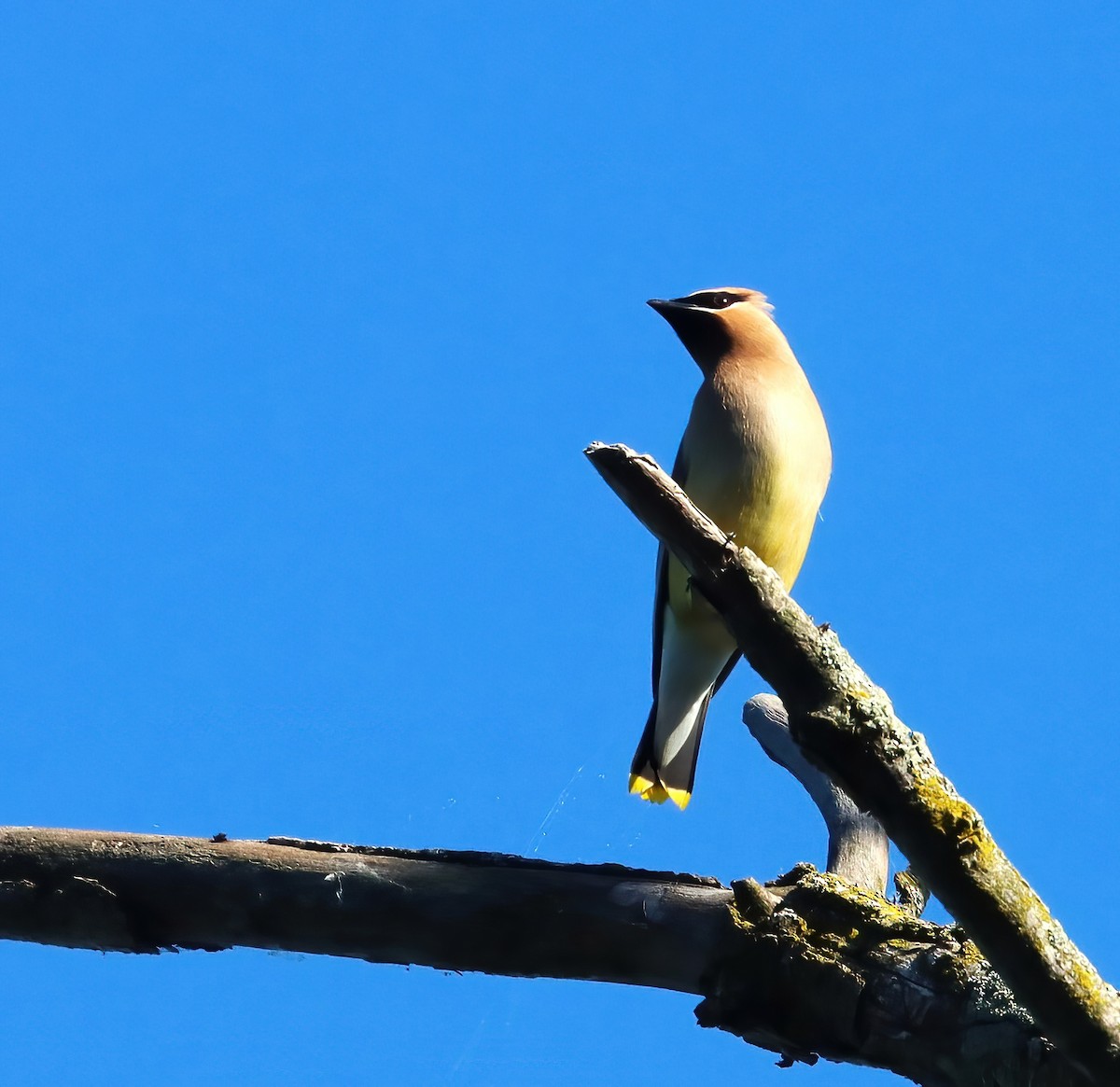 Cedar Waxwing - ML620449766