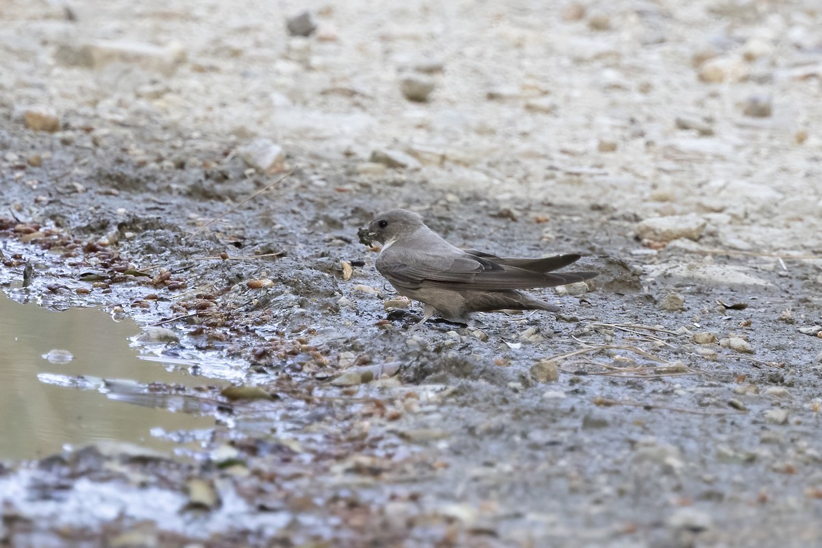 Eurasian Crag-Martin - ML620449773