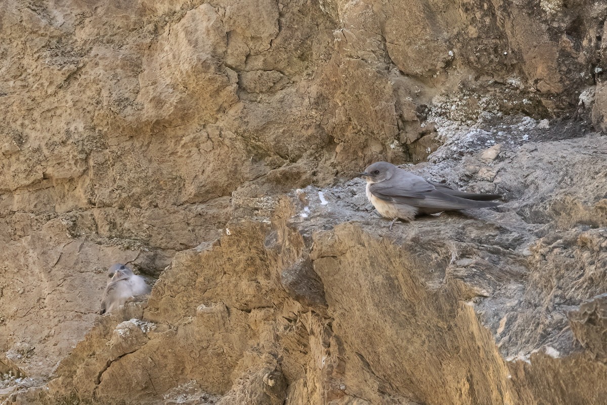 Eurasian Crag-Martin - ML620449775