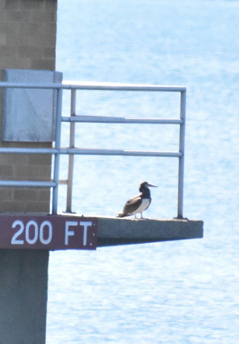 Brown Booby - ML620449777