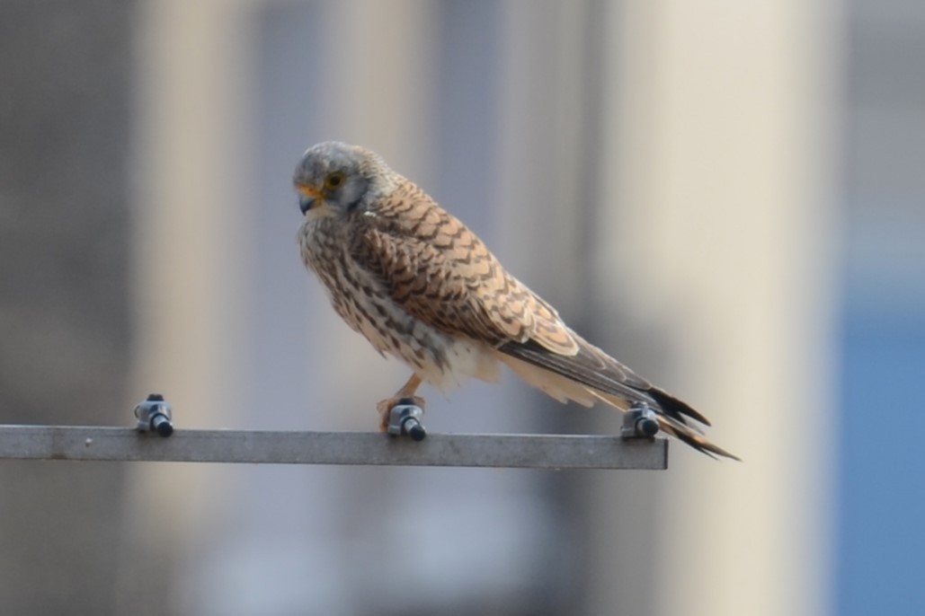 Lesser Kestrel - ML620449785