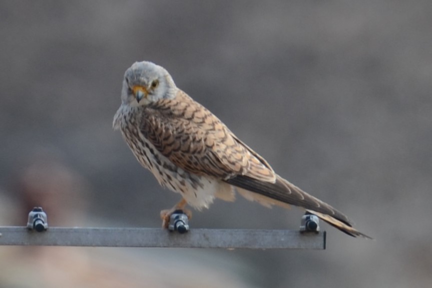 Lesser Kestrel - ML620449788