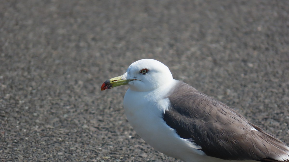 Black-tailed Gull - YUKIKO ISHIKAWA