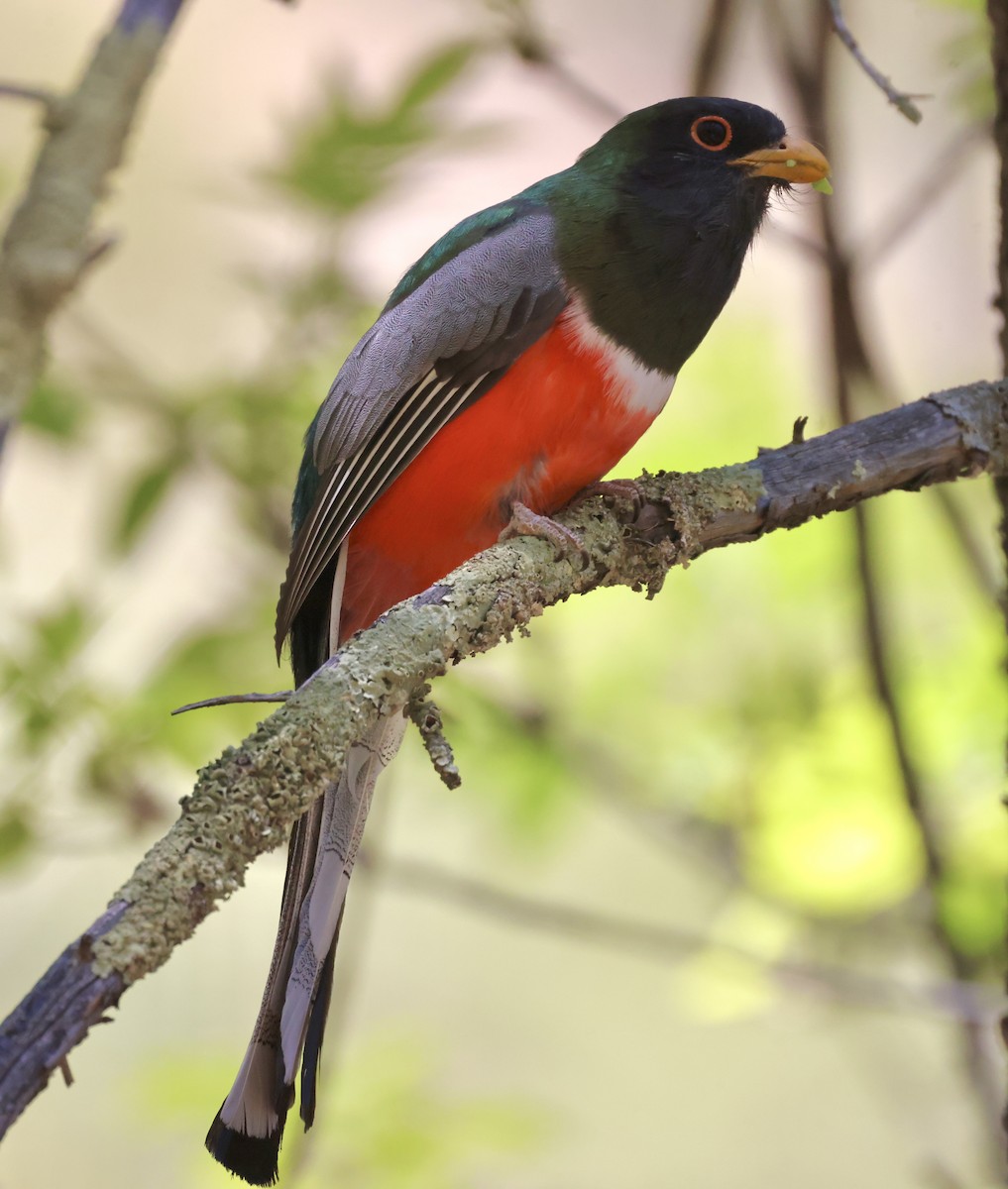 Elegant Trogon - ML620449820