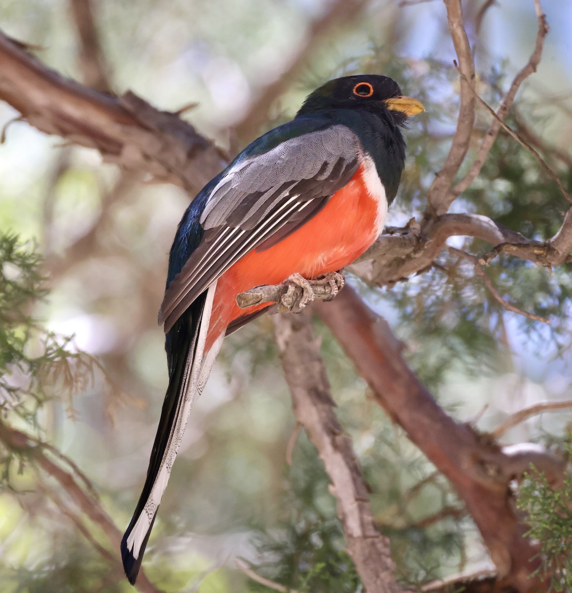 Elegant Trogon - ML620449821