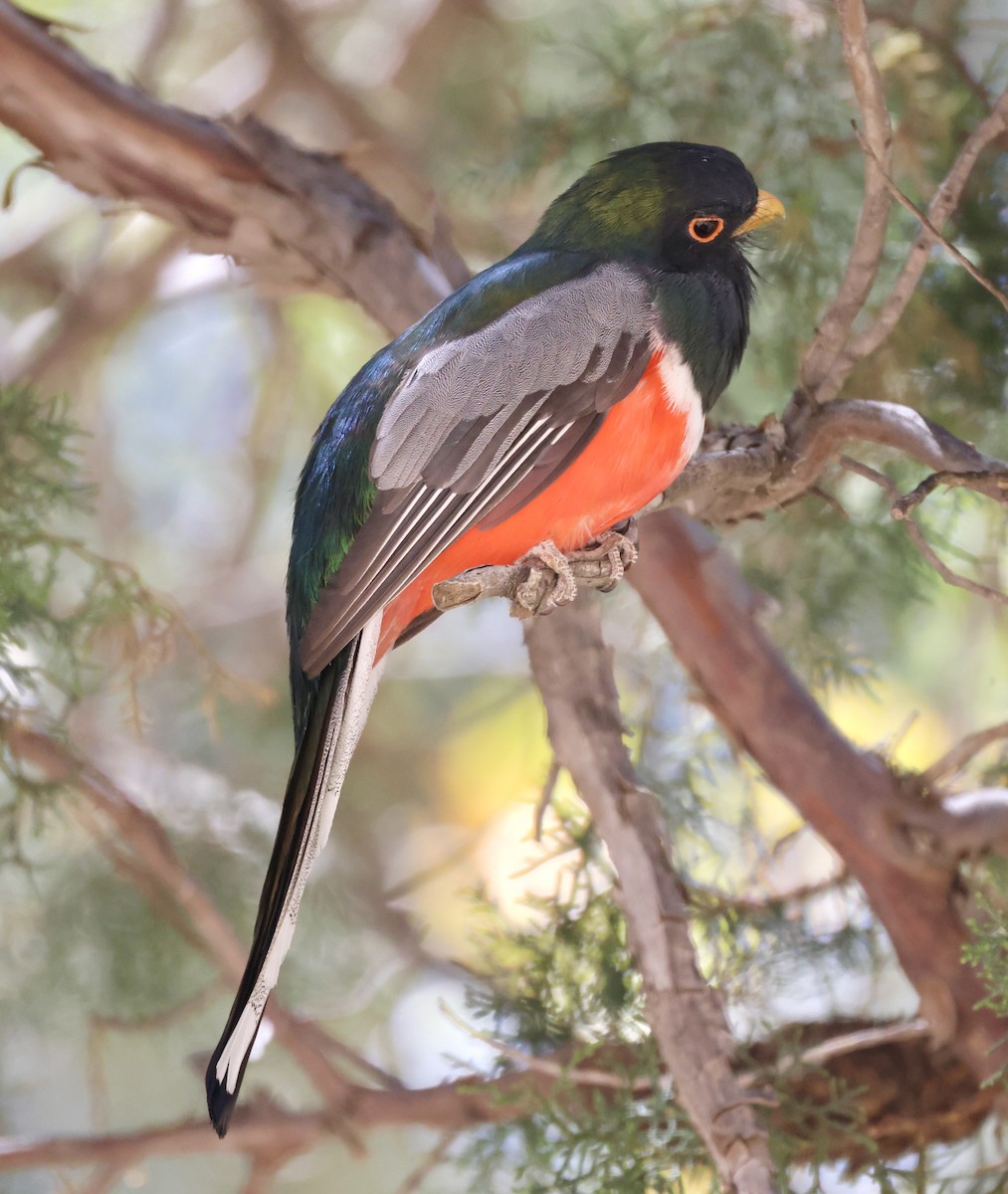 Elegant Trogon - ML620449825