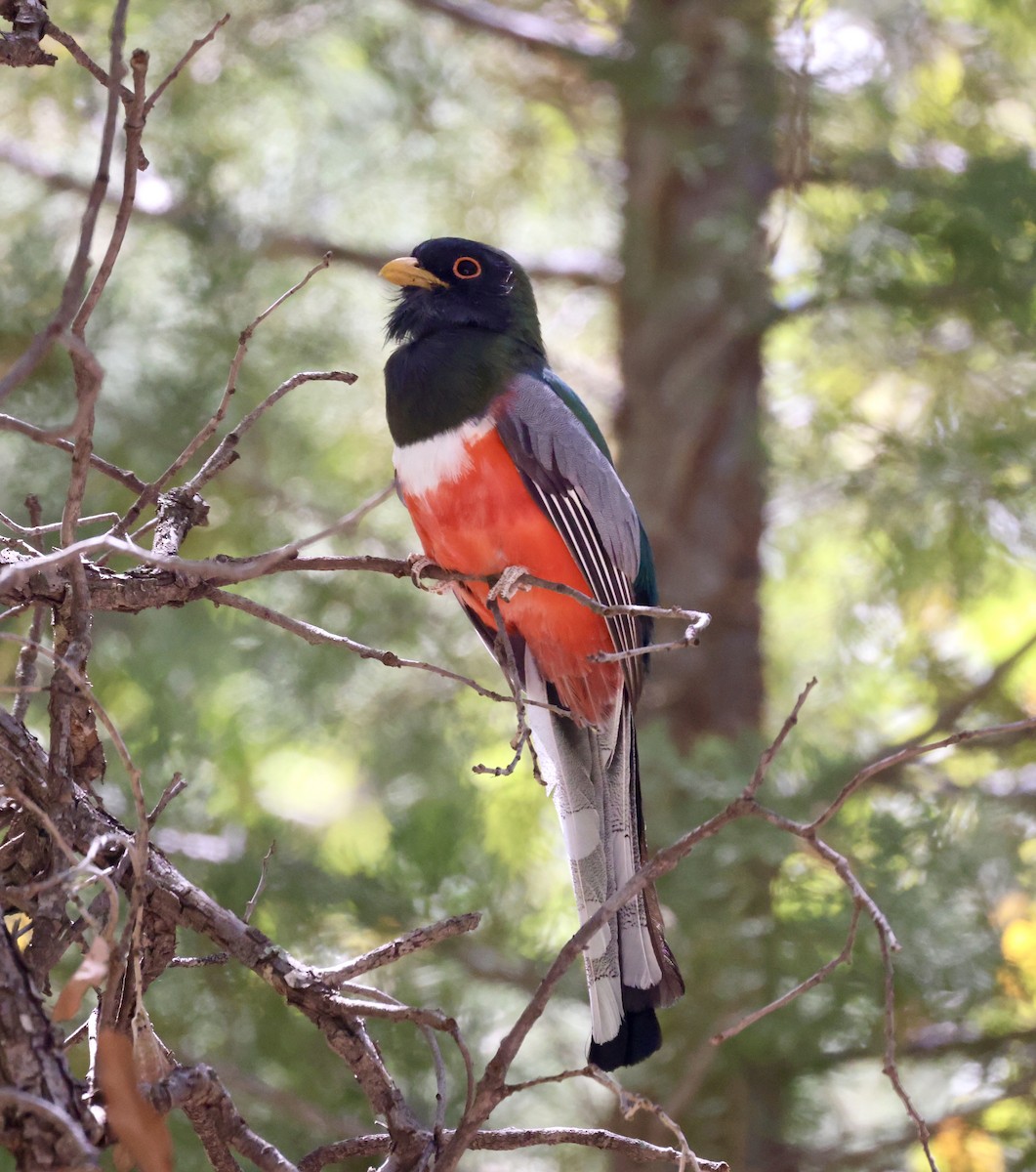 Trogon élégant - ML620449826