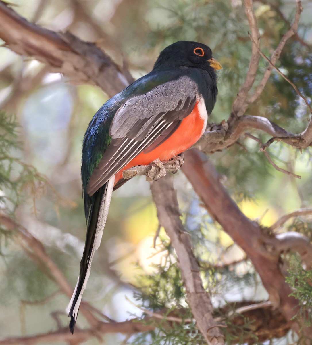 Elegant Trogon - ML620449828