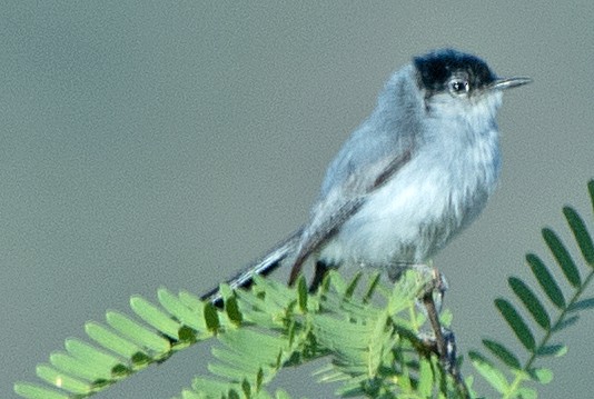 Black-tailed Gnatcatcher - ML620449840