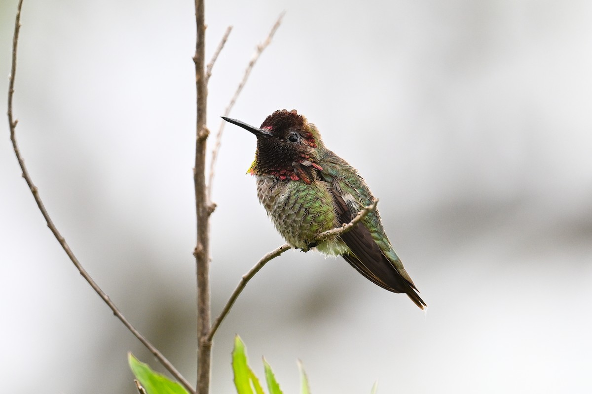 Anna's Hummingbird - Maryse Neukomm