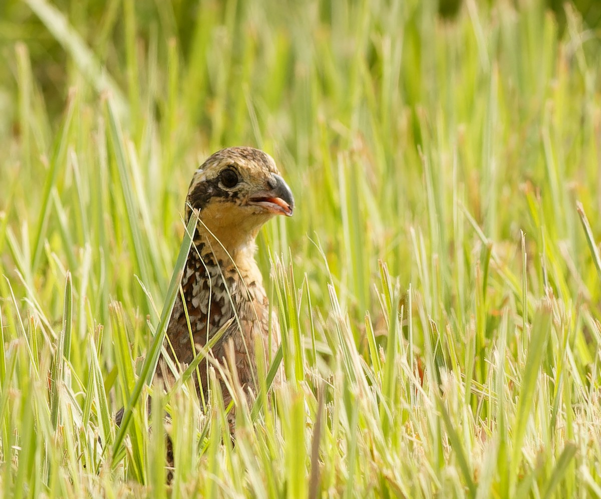 Northern Bobwhite - ML620449845