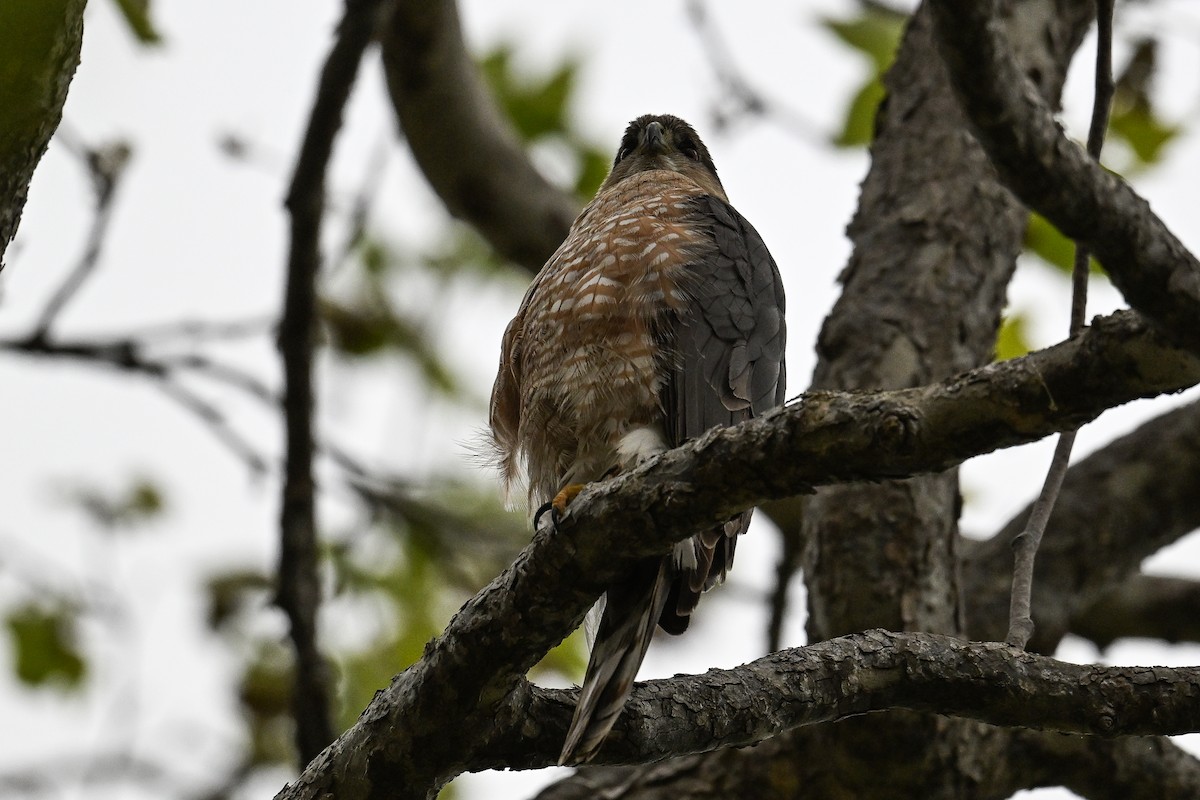 Cooper's Hawk - ML620449860