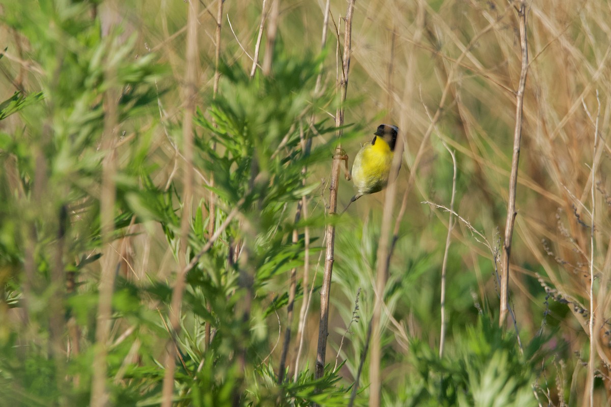 Weidengelbkehlchen - ML620449862