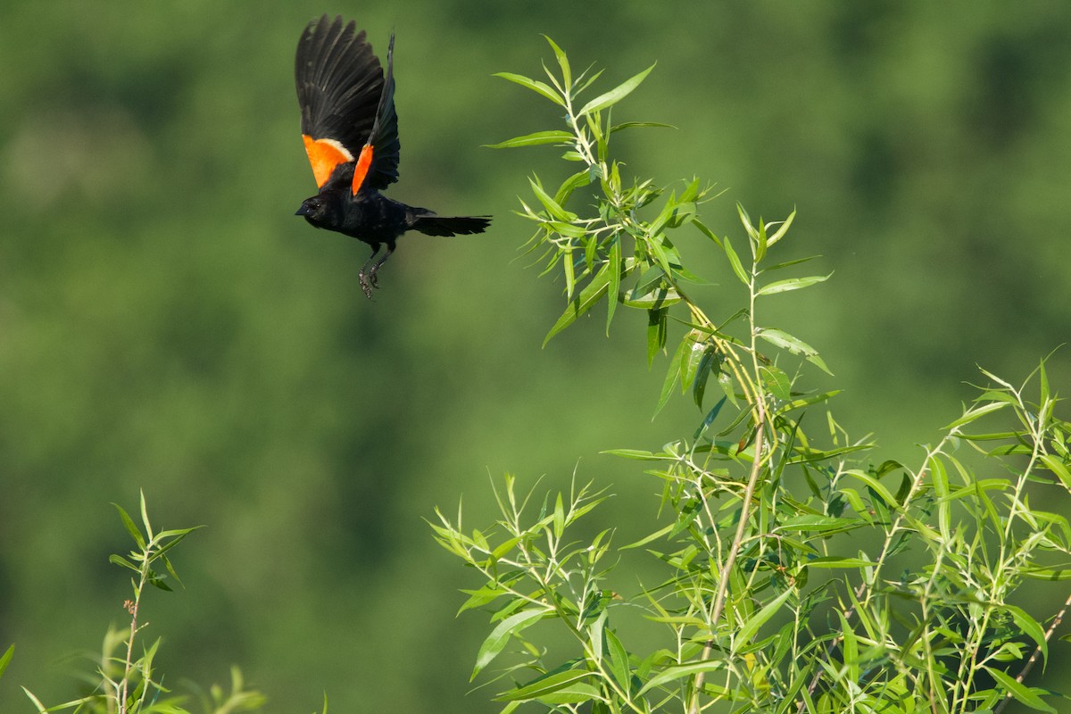 Red-winged Blackbird - ML620449888