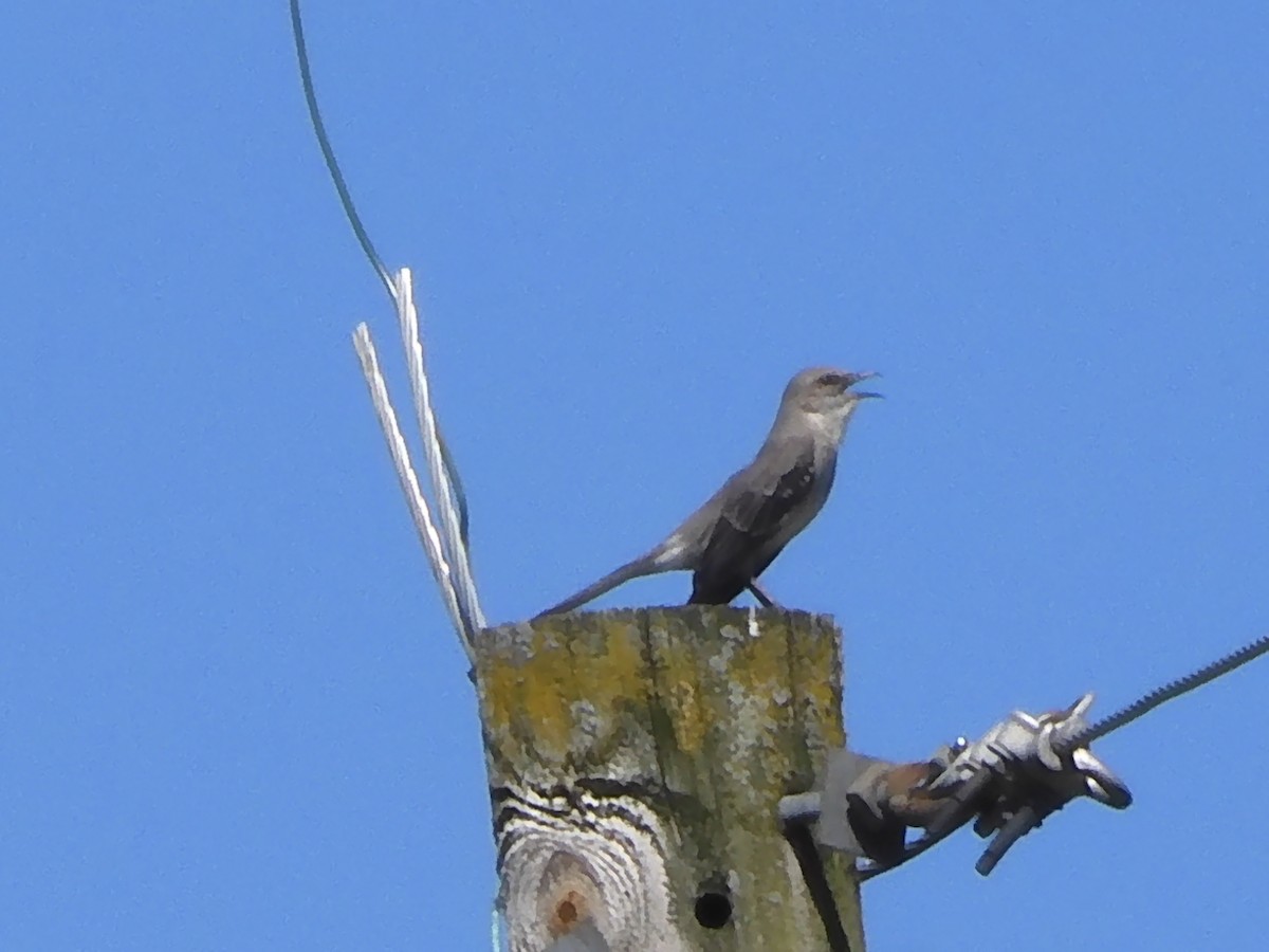 Northern Mockingbird - ML620449892