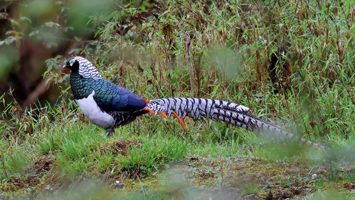 Faisán de Lady Amherst - ML620449897