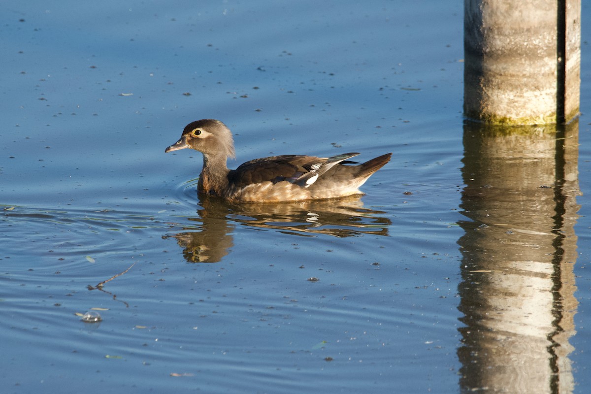 Wood Duck - ML620449906