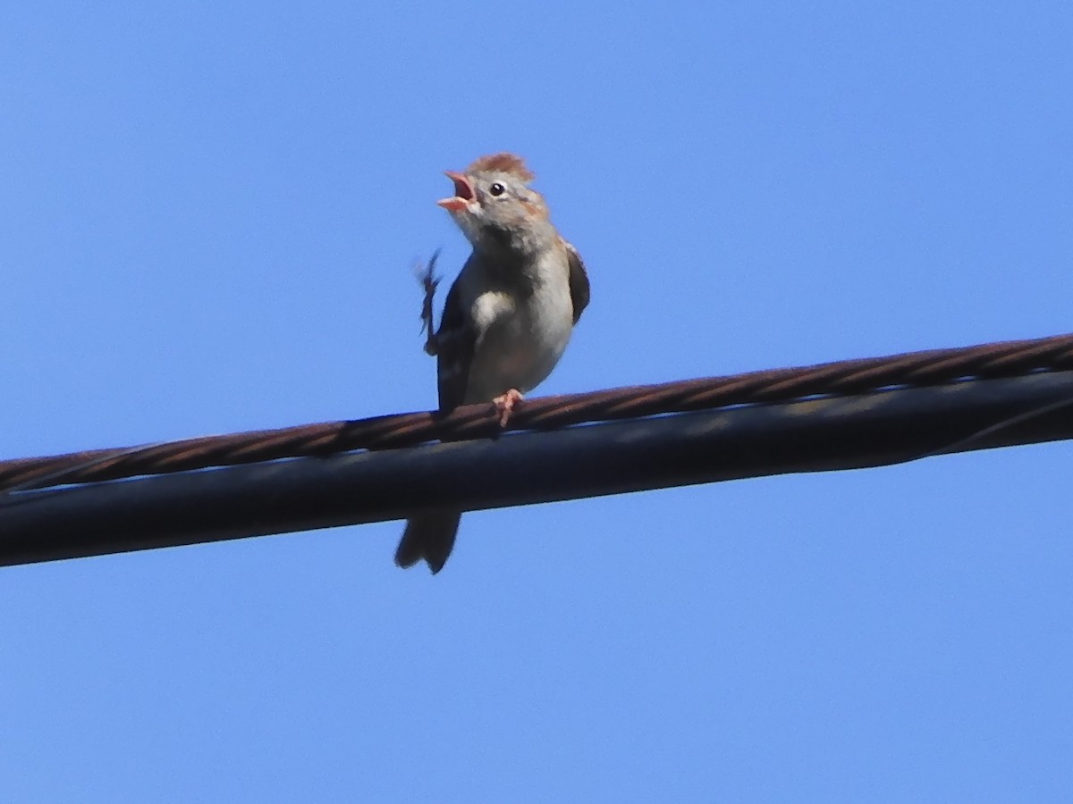 Field Sparrow - ML620449919