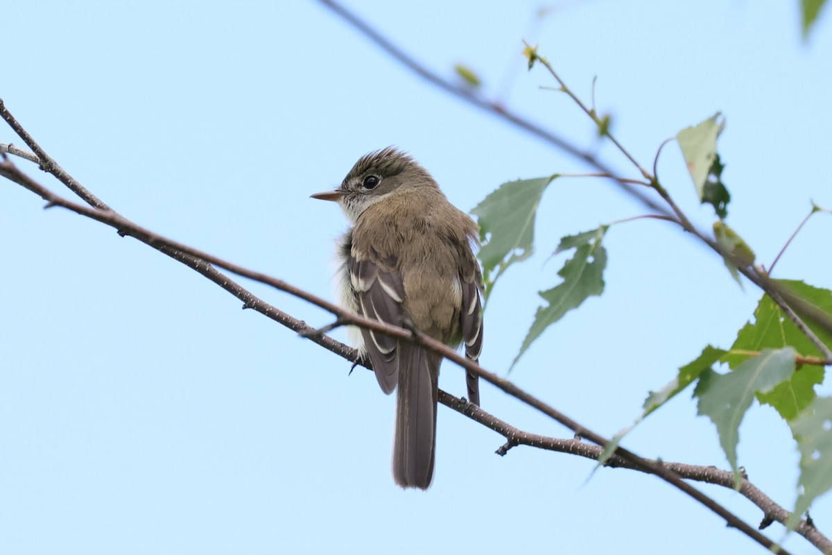 Alder Flycatcher - ML620449922