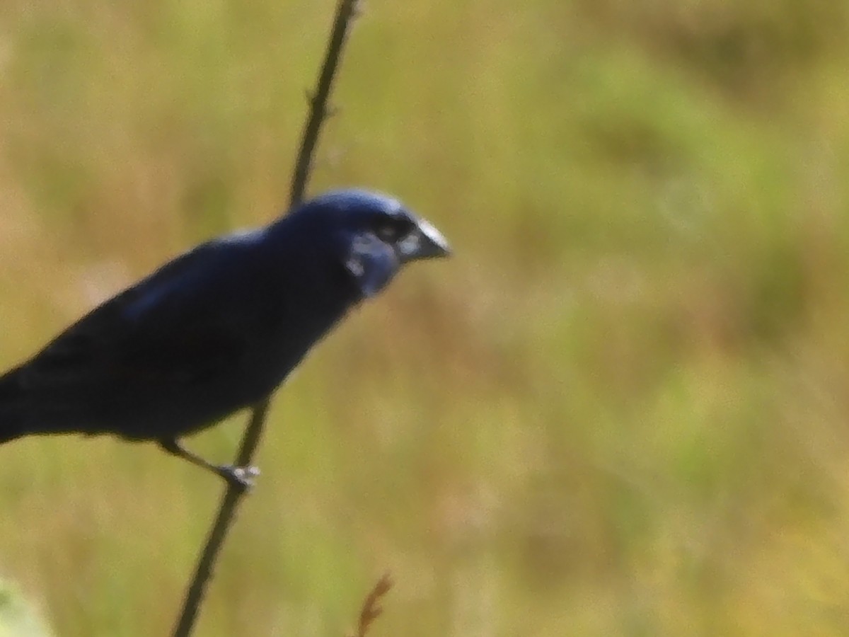 Blue Grosbeak - ML620449924