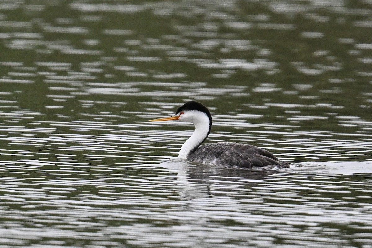 Clark's Grebe - ML620449925